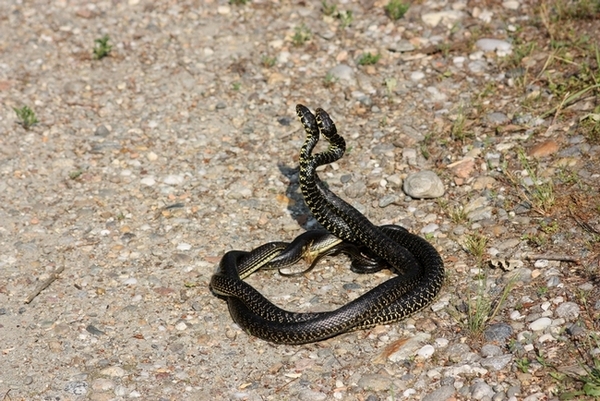 Lotta tra Coluber viridiflavus - Hierophis viridiflavus